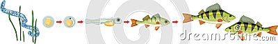 Fish life cycle. Sequence of stages of development of perch Perca fluviatilis freshwater fish Vector Illustration